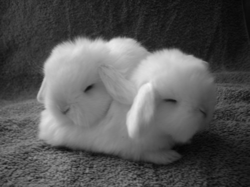 Животные Мы два маленьких белоснежных пушистика. Два белых комочка. Кролики.