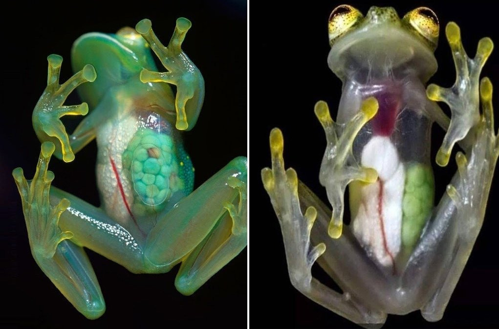 Любопытное У этих лягушек настолько тонкая кожа. Что можно увидеть все внутренние органы.