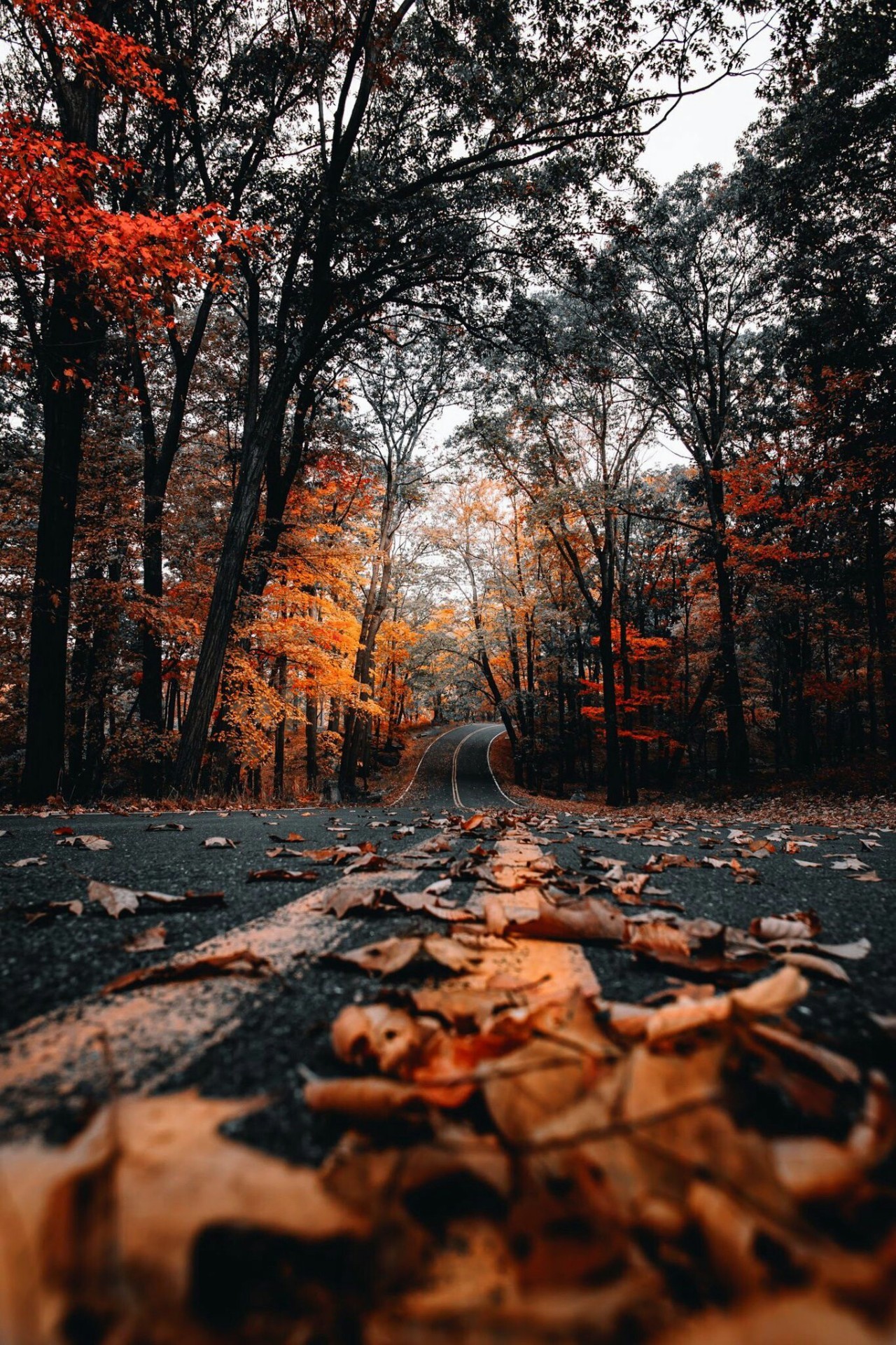 Природа Осенняя дорога в лесу, наслаждайтесь, скоро зима