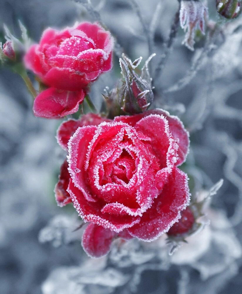 Природа Утренняя роза. Неземная красота