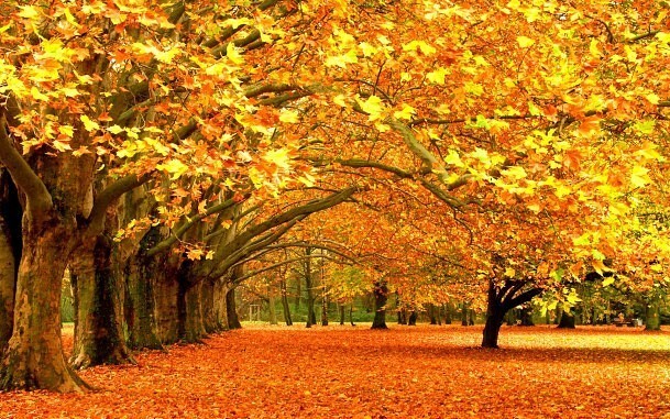 Природа Осень в городском парке. Санкт-Петербург. Россия. Золотая осень