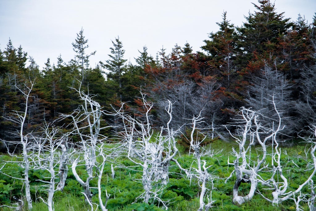 Природа Прибрежные леса Ньюфаундленда, Канада. Такое ощущение, что лес защищает себя от незваных гостей. И возвел эту стену из сухих деревьев.