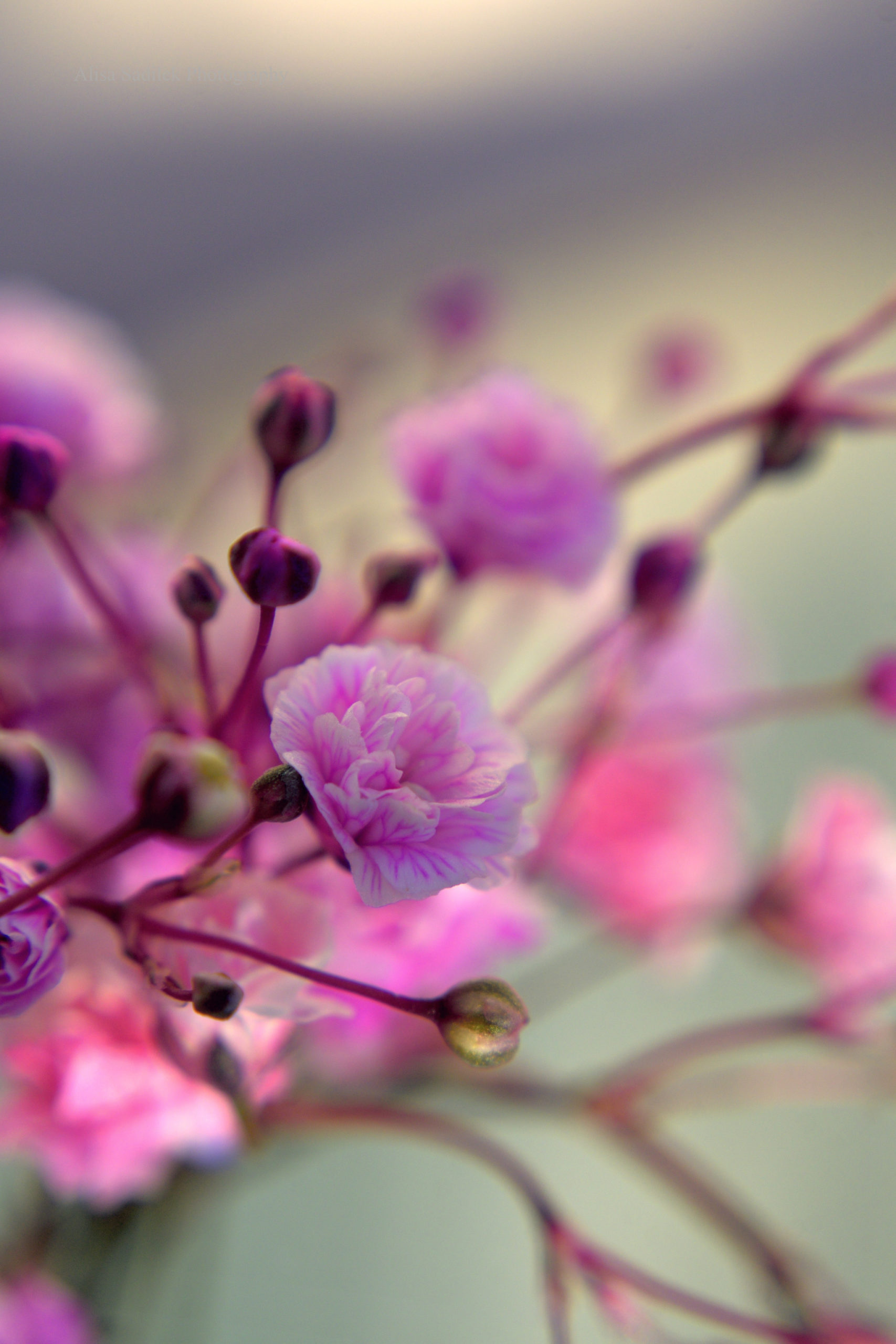 Природа Цветы просто розовые цветы. Кто знает, что так цветет? Напишите в комментариях.