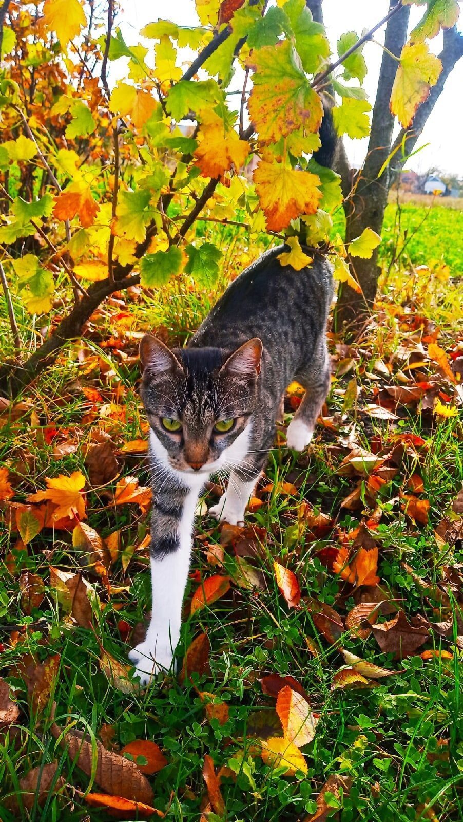 Животные КОТябрь. Все сказано одним словом. И как точно.