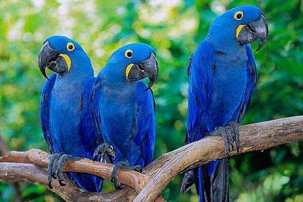 Природа Гиацинтовые попугаи Ара. Южная Америка. Попугаи Ара -красивейшая птица с прекрасным, уживчивым и доброжелательным характером.