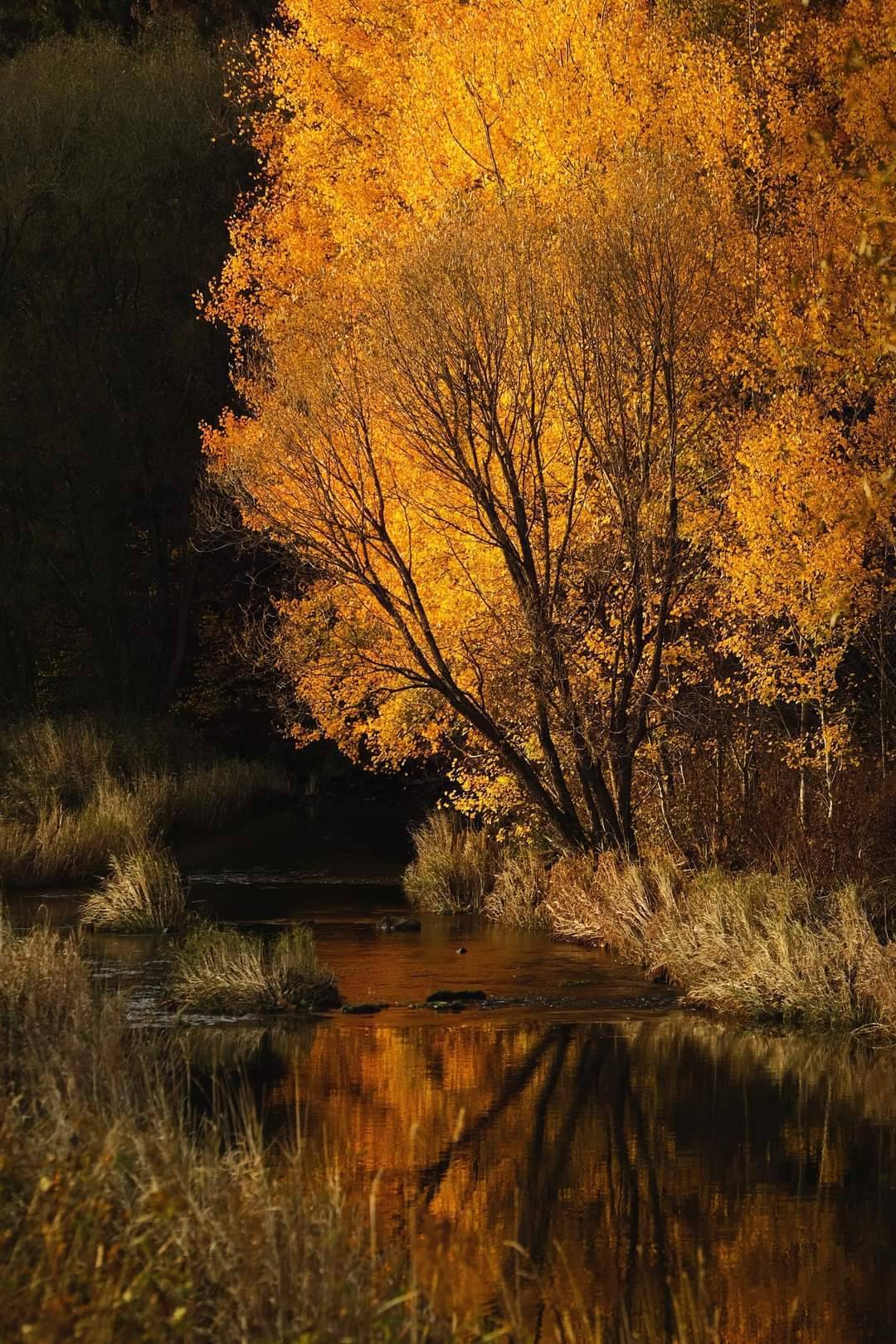Природа Золотая осень над рекой. Красиво