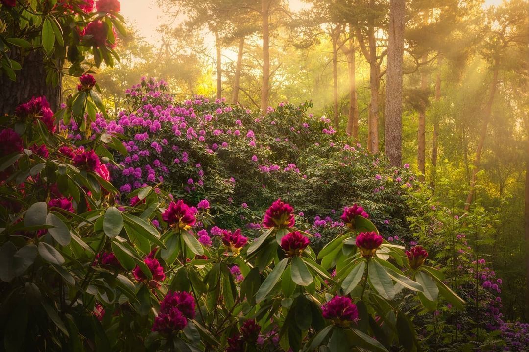 Природа Лесные цветы. В лесу и так красиво, но цветы добавляют свою изюминку.