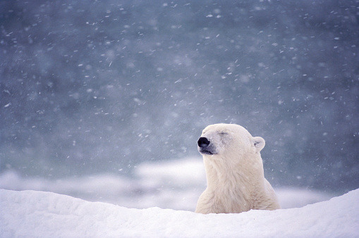 Животные Белый медведь радуется снегу. Отличный кадр. Медведь от удовольствия прикрыл глаза.