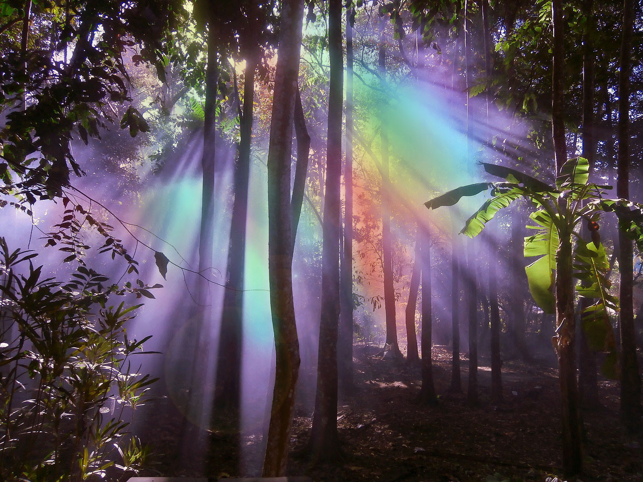 Природа Солнечная радуга в лесу. как же красиво. вот она красота природы.