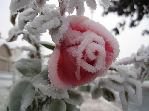 Природа Снежная роза. Что можно к этому добавить. Просто красиво. 
