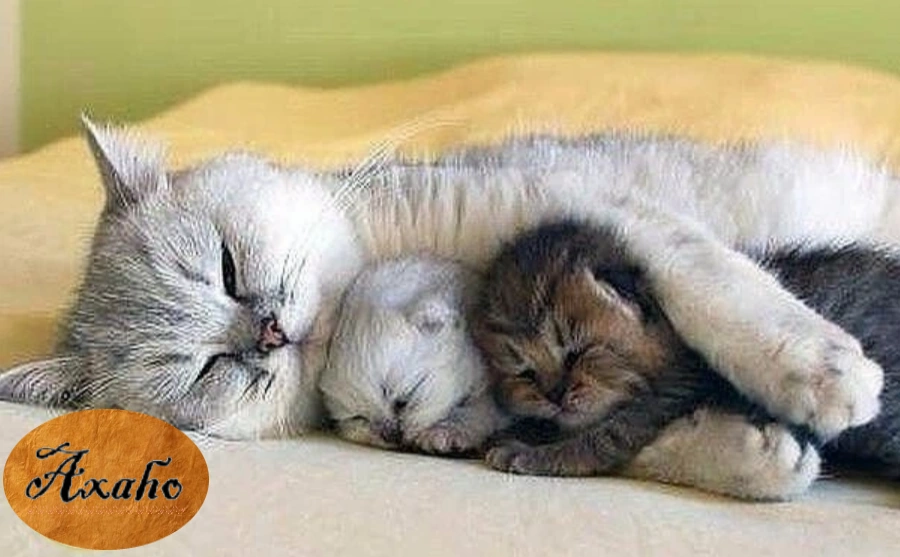 Животные Хорошо, когда мамочка рядом, и покормит, и согреет, и спать уложит.