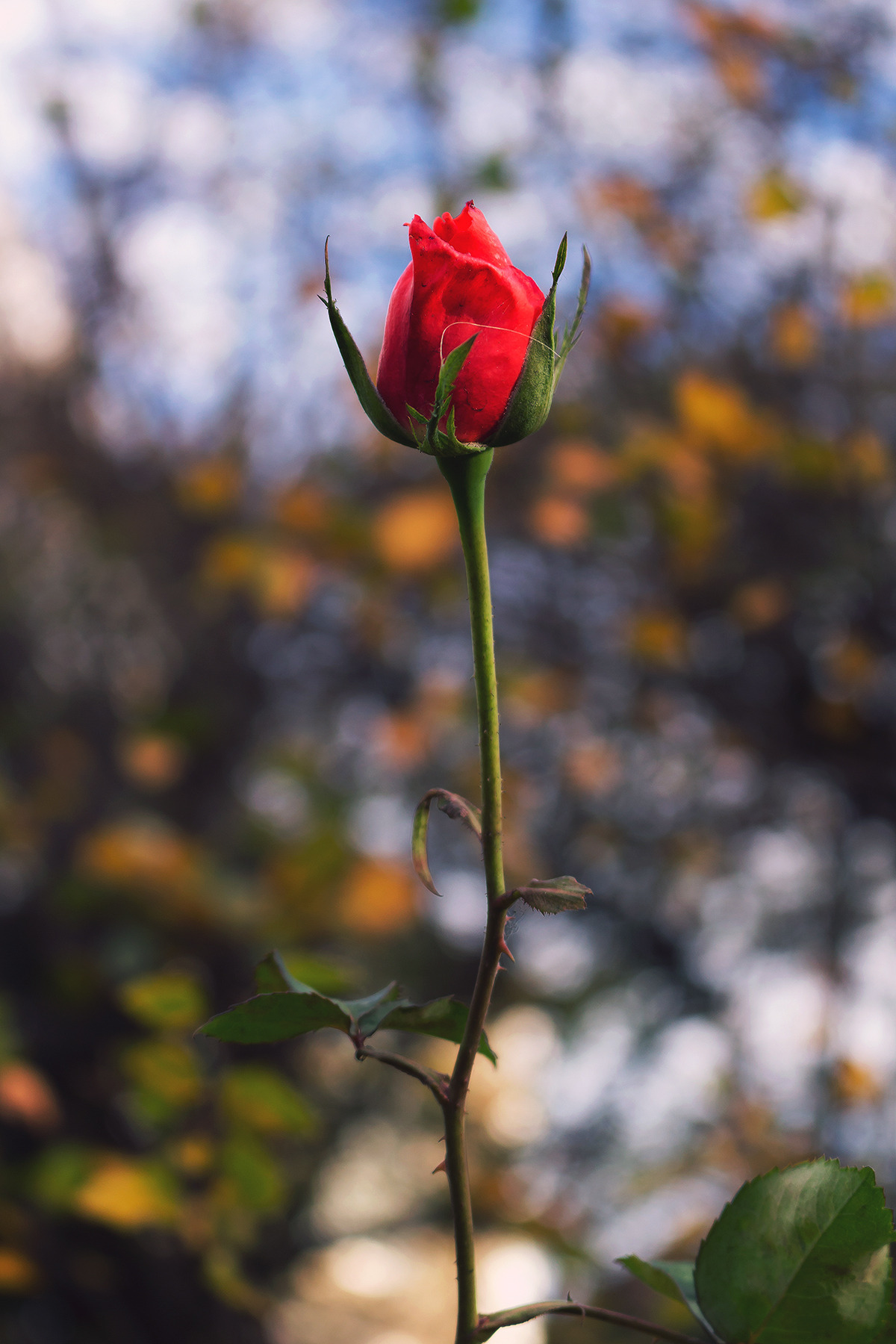 Природа Одинокая роза