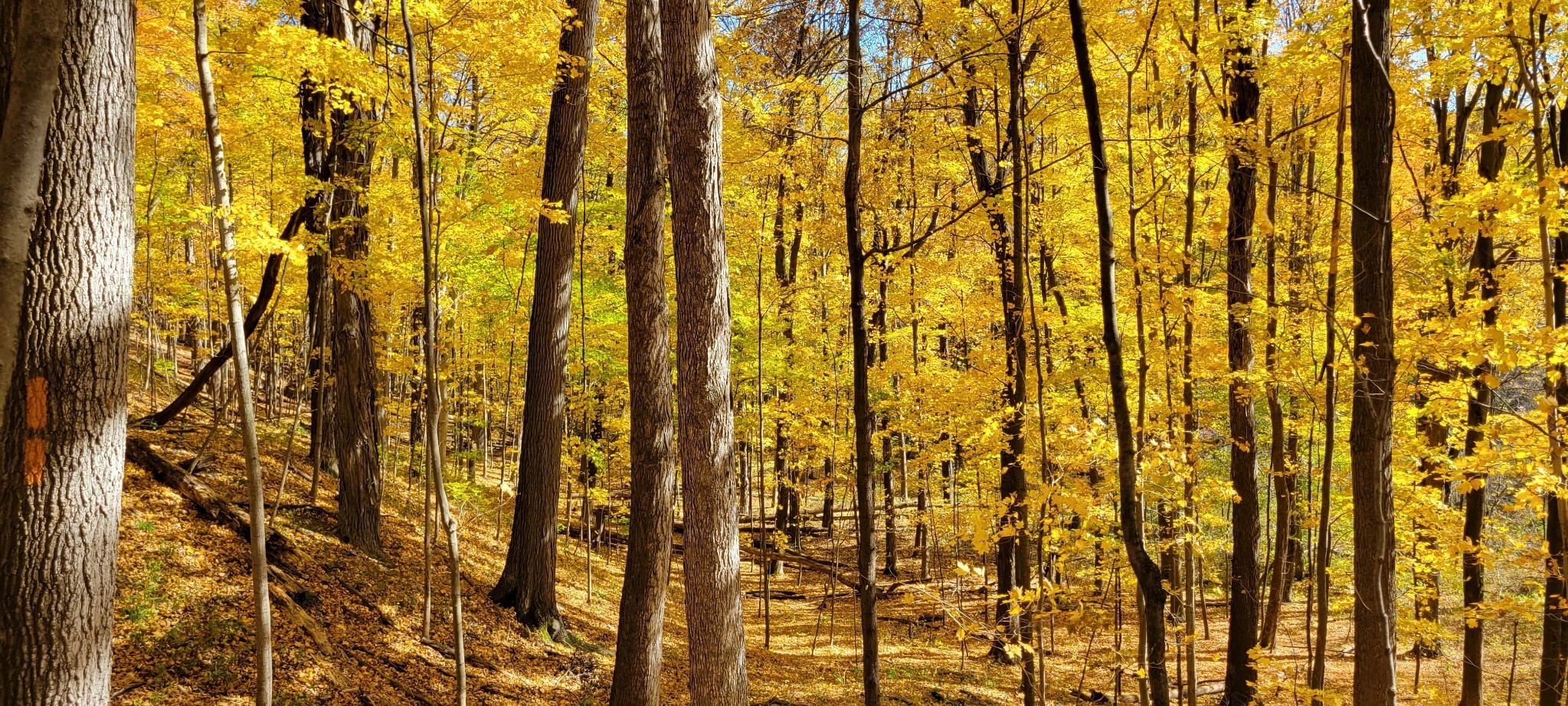Природа Золотая осень. Как же красиво в лесу осенью.