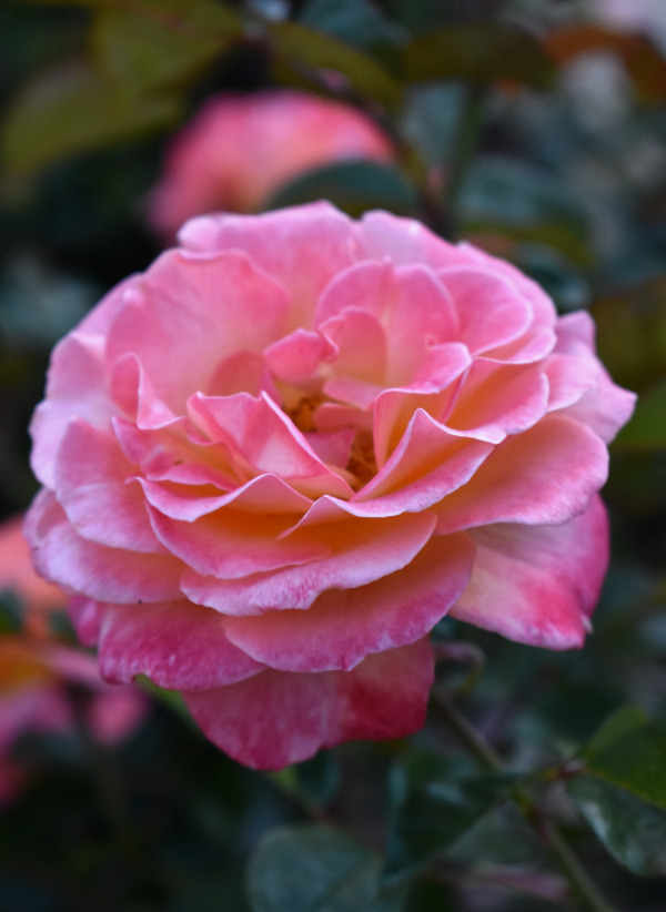 Природа Роза самый красивый цветок, что бы там не говорили