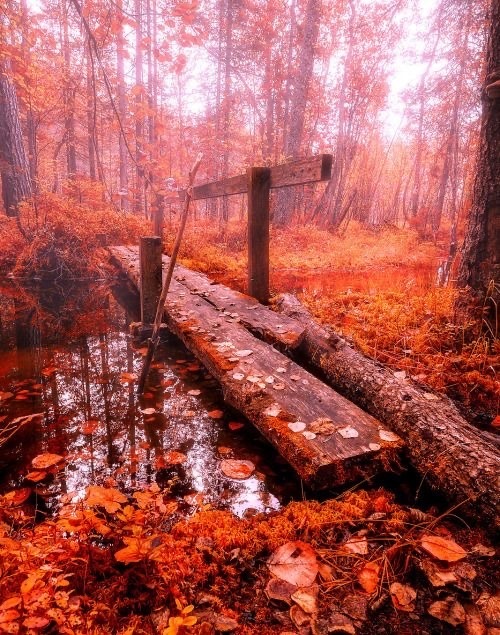 Природа Осень, золотая осень, во всей красе, играет красками