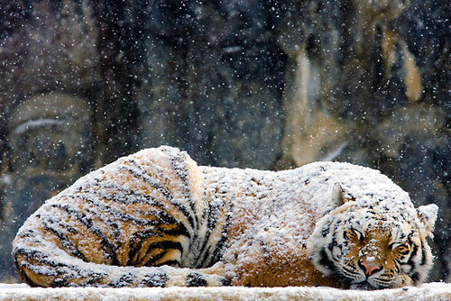 Животные Снег идет а мы спим. Тигр припорошенный снегом, спит не обращая внимания на снег.