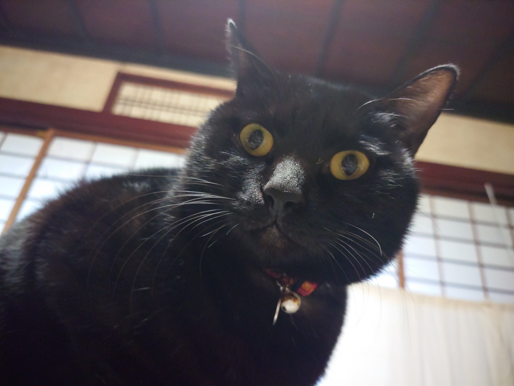 Животные Черный кот, удивленный взгляд