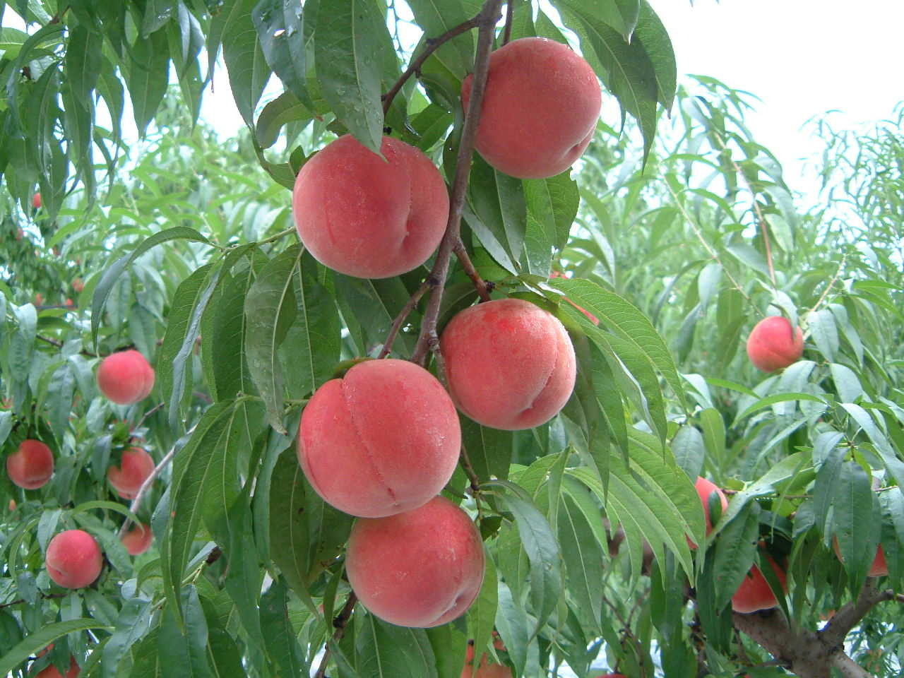 Природа Вот так растут персики. Ух, какие сочные, так и просятся чтобы их съели