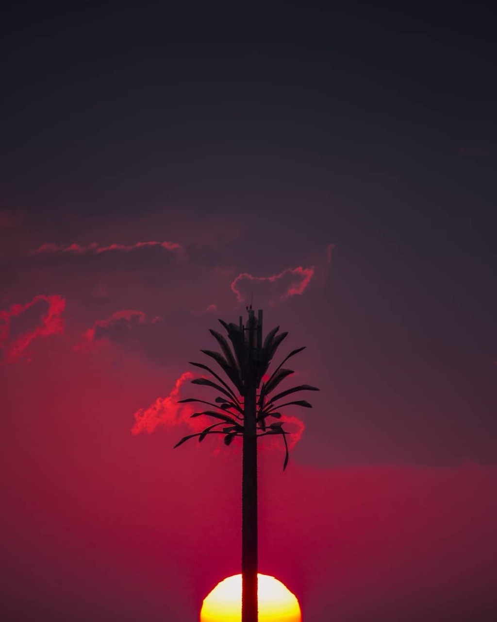 Природа Розовый закат с пальмой