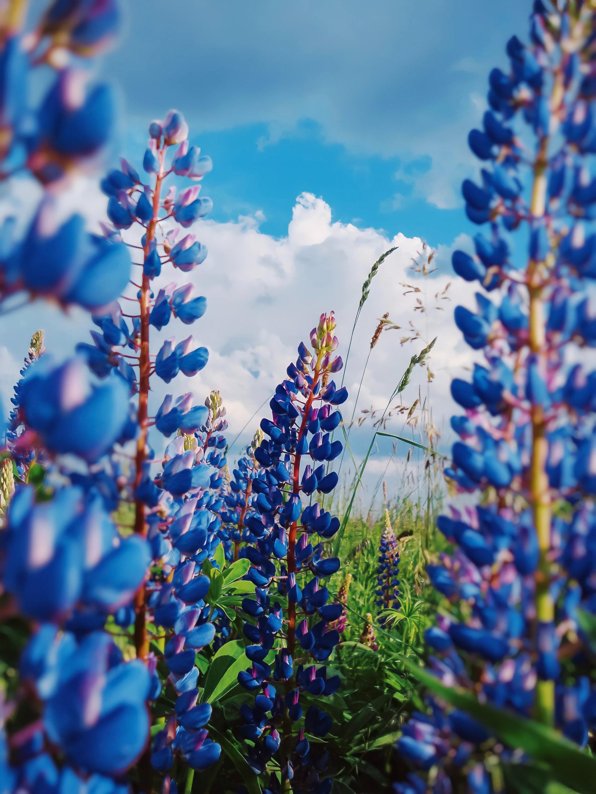 Природа Люпин синий цветет. Как красиво на фоне зеленой травы и белоснежных облаков