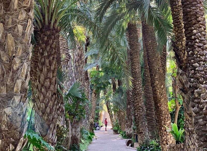 Природа Пальмовый рай. Испания.
Уникальная пальмовая роща находится в Эльче. Возраст некоторых пальм  достигает 200—300 лет. Первые пальмы были посажены здесь в Х веке во времена мавров.