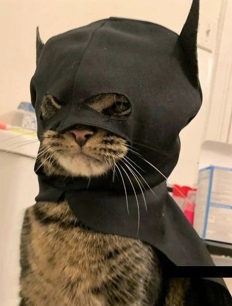 Животные Серый кот в черной маске спешит на помощь