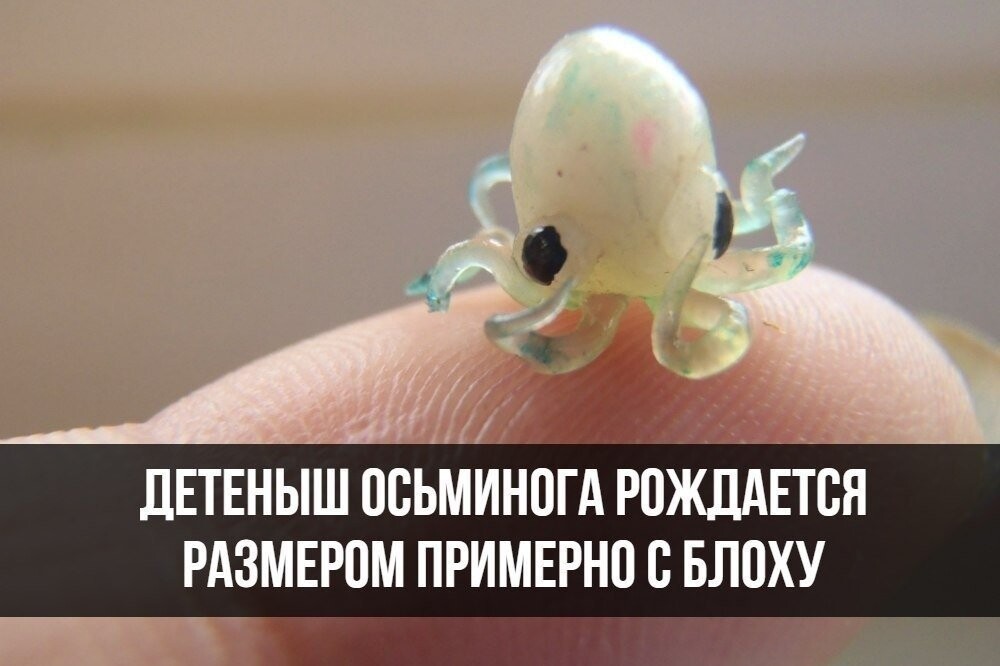 Любопытное Детеныш осьминога рождается размером примерно с блоху