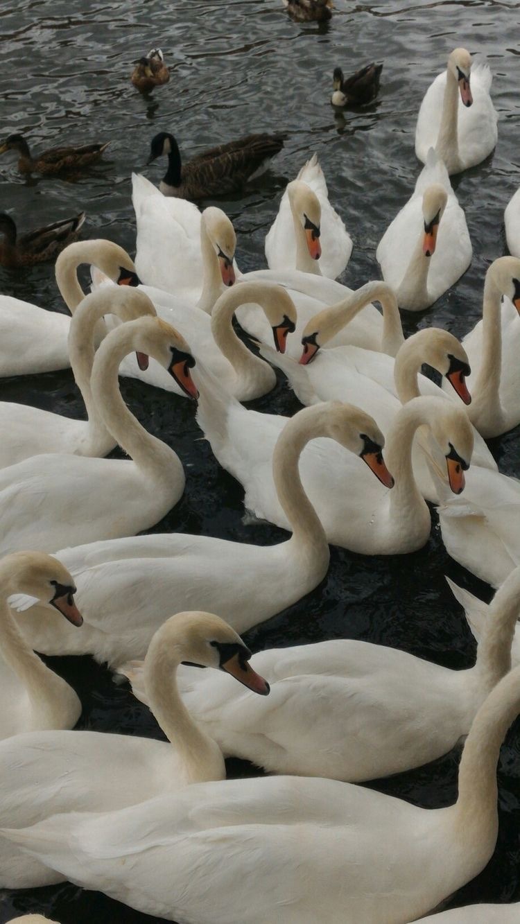Животные Стая белых лебедей на озере
