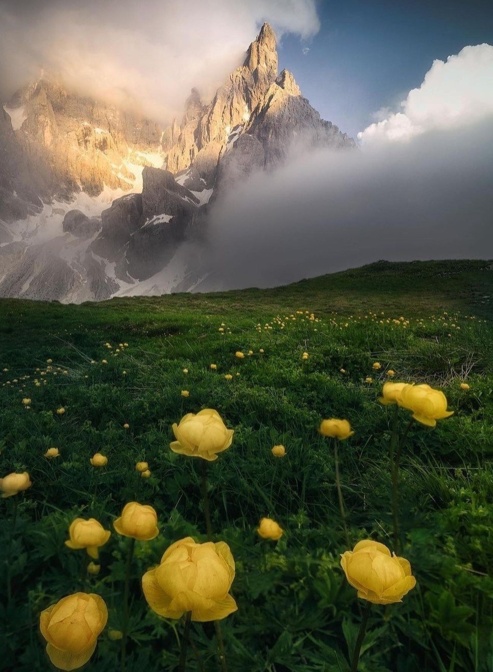 Природа Горный пейзаж с желтыми тюльпанами, хотя могу, насчет цветов, ошибаться.