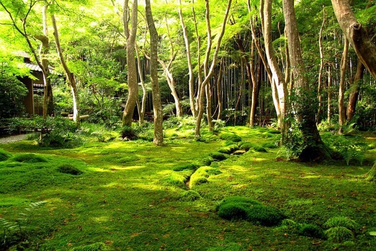 Природа Сад мхов в Киото. Япония.
Мох европейцы считают вредным и борются с ним столетиями. Японцы же мох возвели в ранг искусства. Сади мхов в Японии  считаются самыми удивительными и необычными. В настоящее время в саду в Киото произрастает более 130 видов мхов.