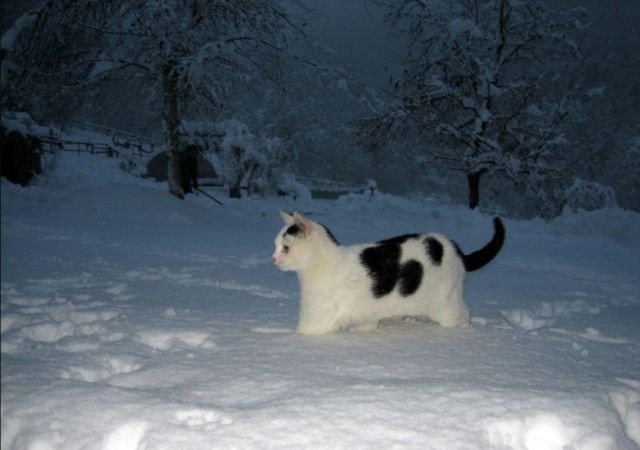 Животные Первый снег для котенка. Всегда интересно как питомцы реагируют на первый снег. Всегда так прикольно. 