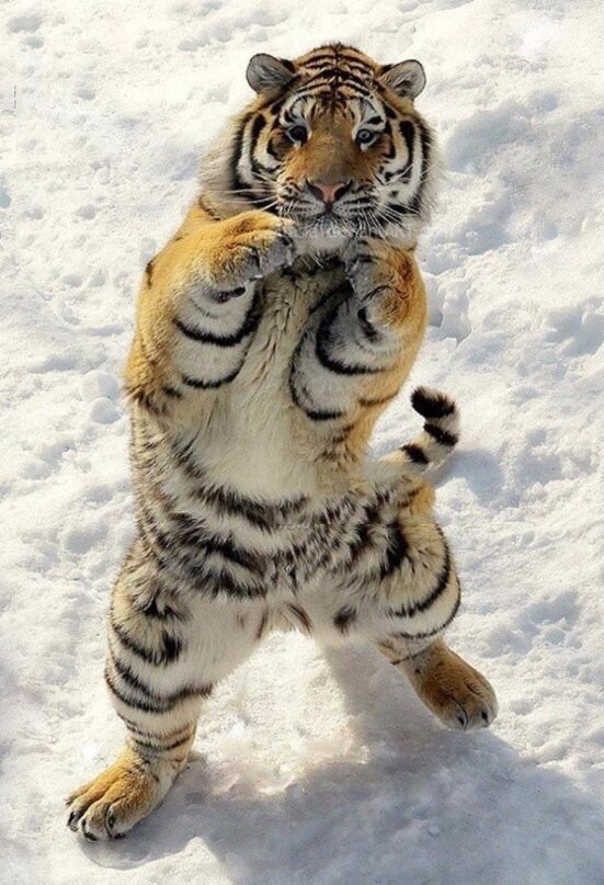 Животные Тигр боксер
