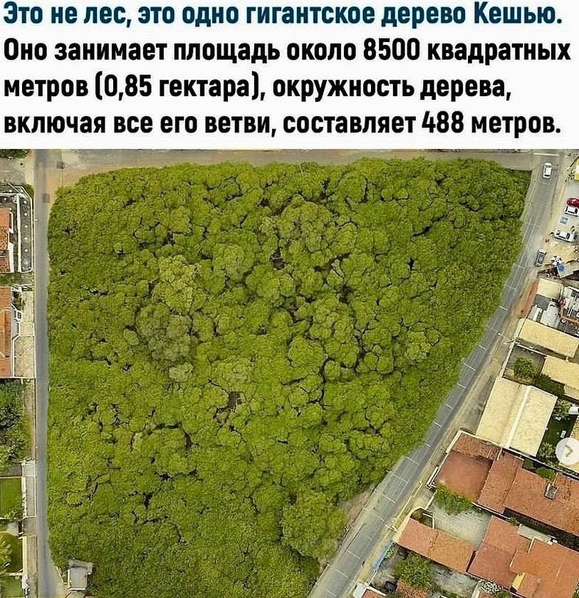 Природа Это не лес, это одно гигантское дерево Кешью. Оно занимает площадь около 8500 квадратных метров (0,85 гектара), окружность дерева, включая все его ветви, составляет 488 метров.