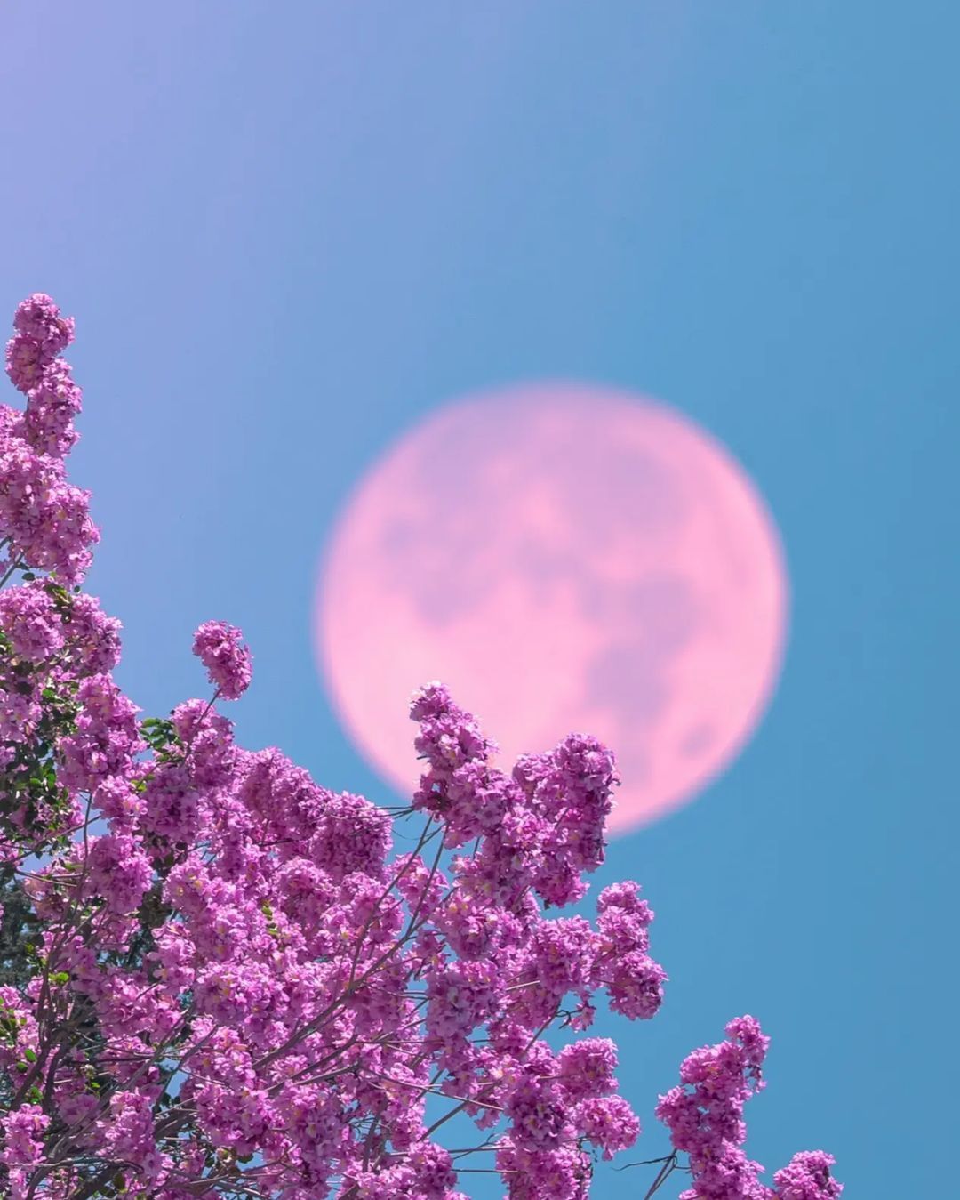 Природа Сакура на фоне сиреневой луны