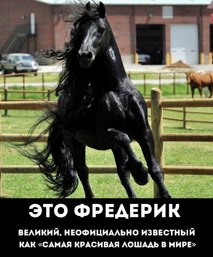 Животные Это Фредерик Великий, неофициально известный как самая красивая лошадь в мире