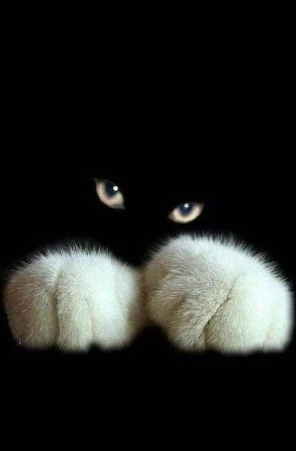 Животные Черный кот, белые лапки