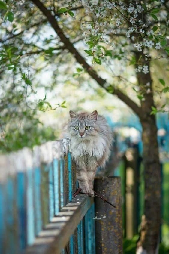 Животные Кот в деревне, ну или деревенский кот, кому как удобно.