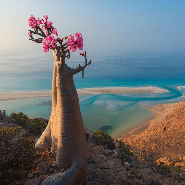 Природа Бутылочное дерево Роза пустыни