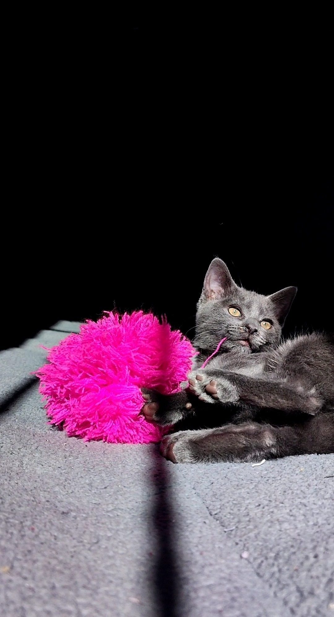 Животные Черный кот с розовым бубоном, наигрался бедолага, отдыхает.