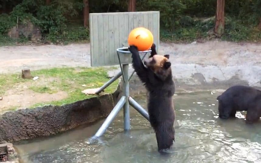 Животные Медведи играют в баскетбол, в мини бассейне. Наверное что бы не потели