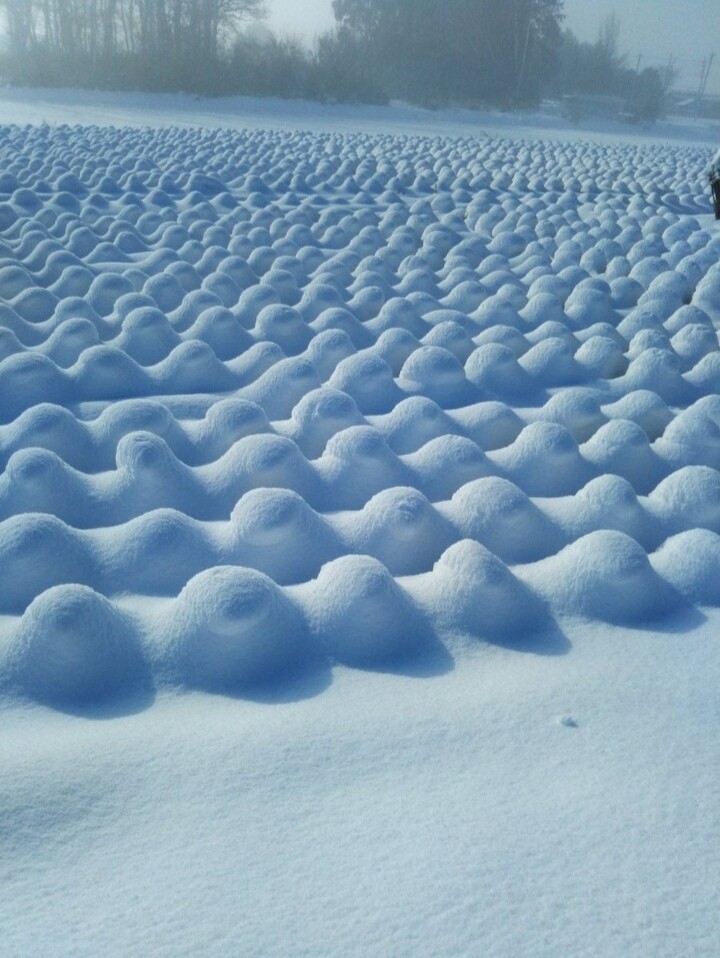 Юмор Капустное поле, на которое неожиданно выпал снег.