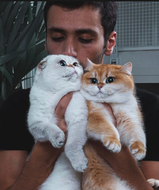 Мудрые советы Когда очень грустно, просто обнимите котиков