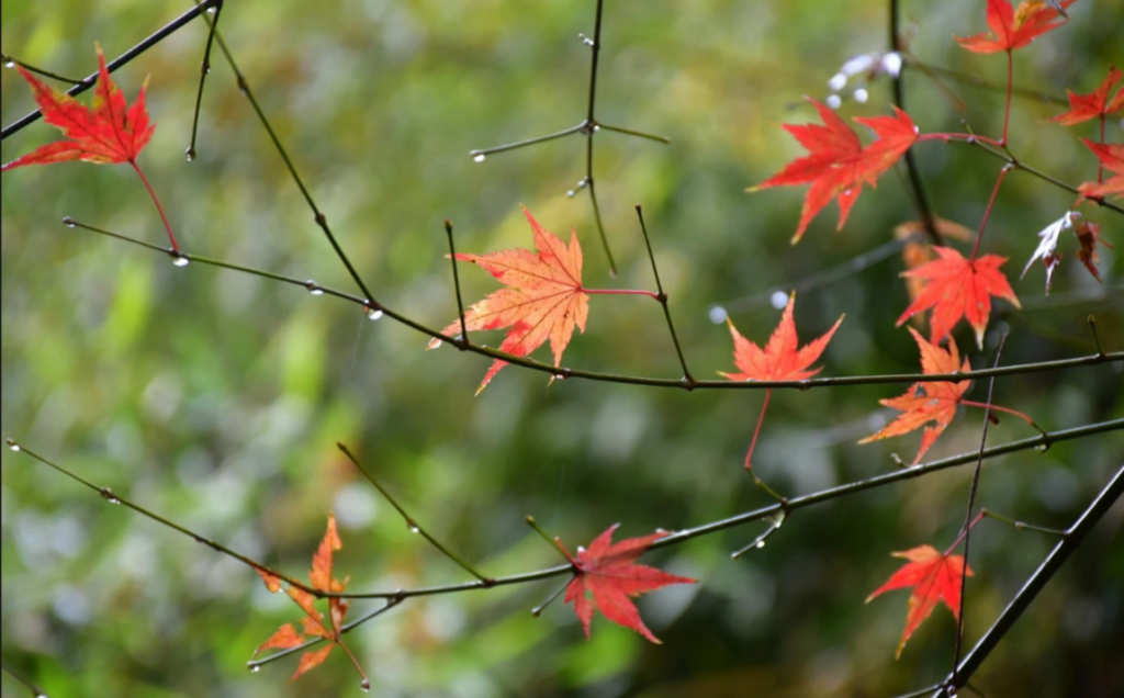 Природа Золотая осень. Вся красота осень в нескольких веточек и листиков