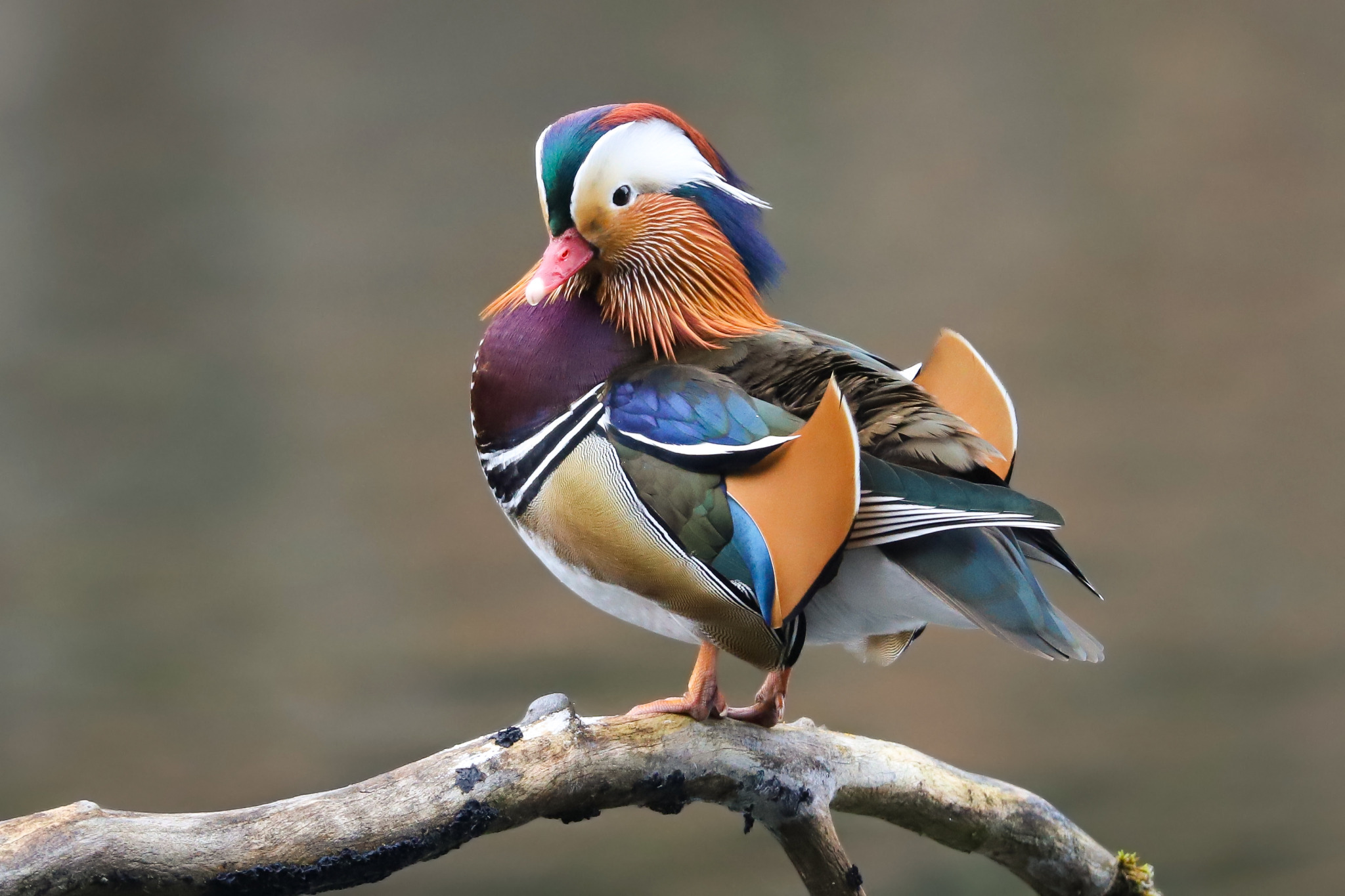Природа Птичка Мандаринка во всей красе. Пестрая, разноцветная с хохолком. Как Вам такая красавица?