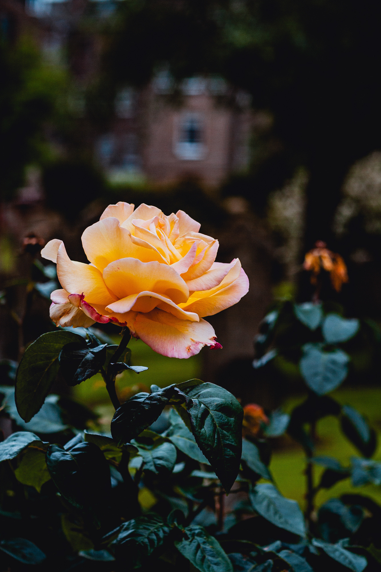 Природа Одинокая Желтая роза. Все-таки прекрасные цветы розы. Даже в одиночестве