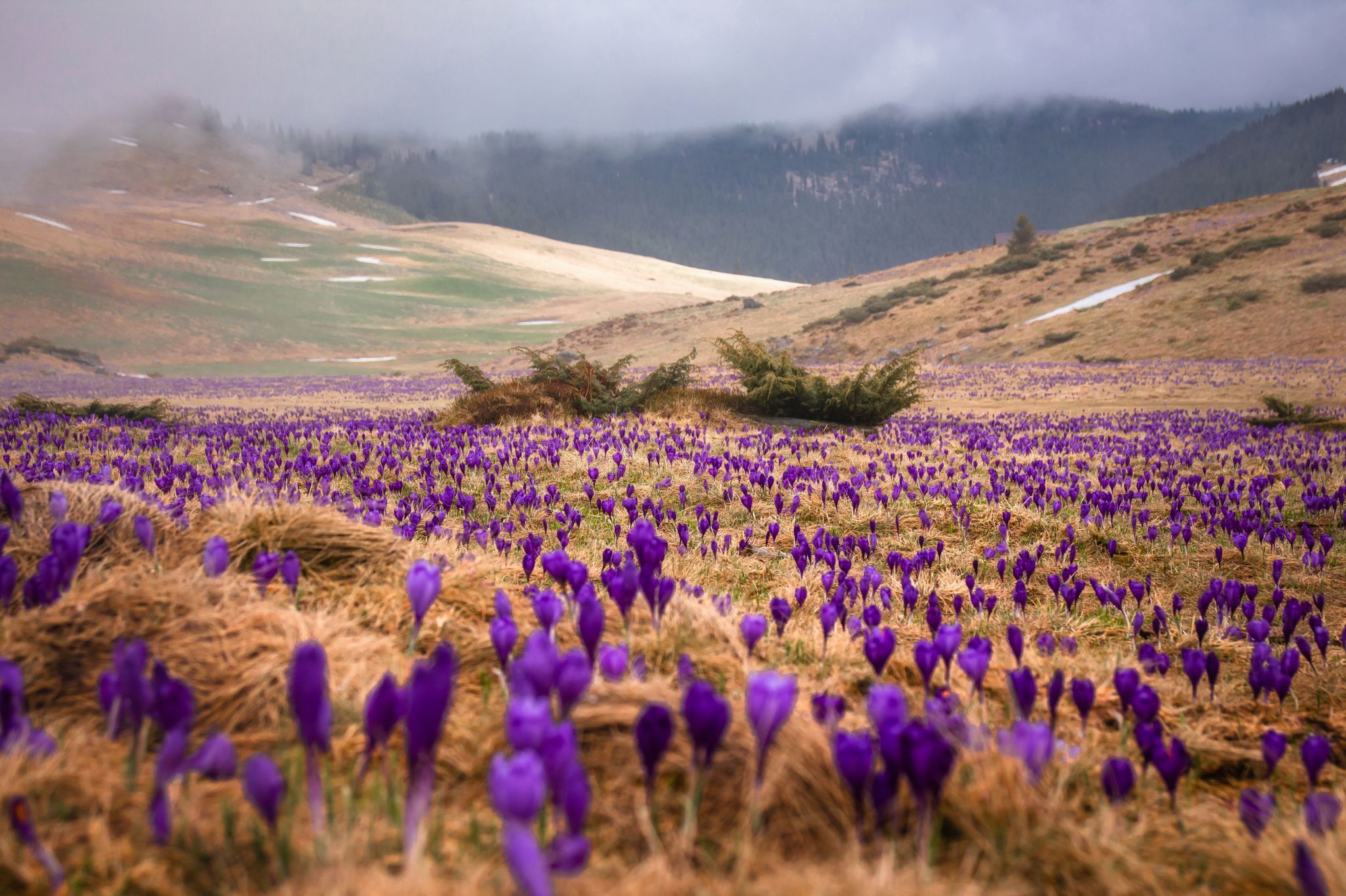 Природа Дикие цветы на горных лугах. Замечательный контраст, горы еще под снегом, а в подножия горы цветут цветы.