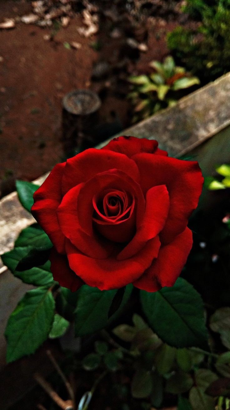 Природа Одинокая роза. Какая красавица, пожалуй самый красивый цветок. По крайней мере на мой взгляд