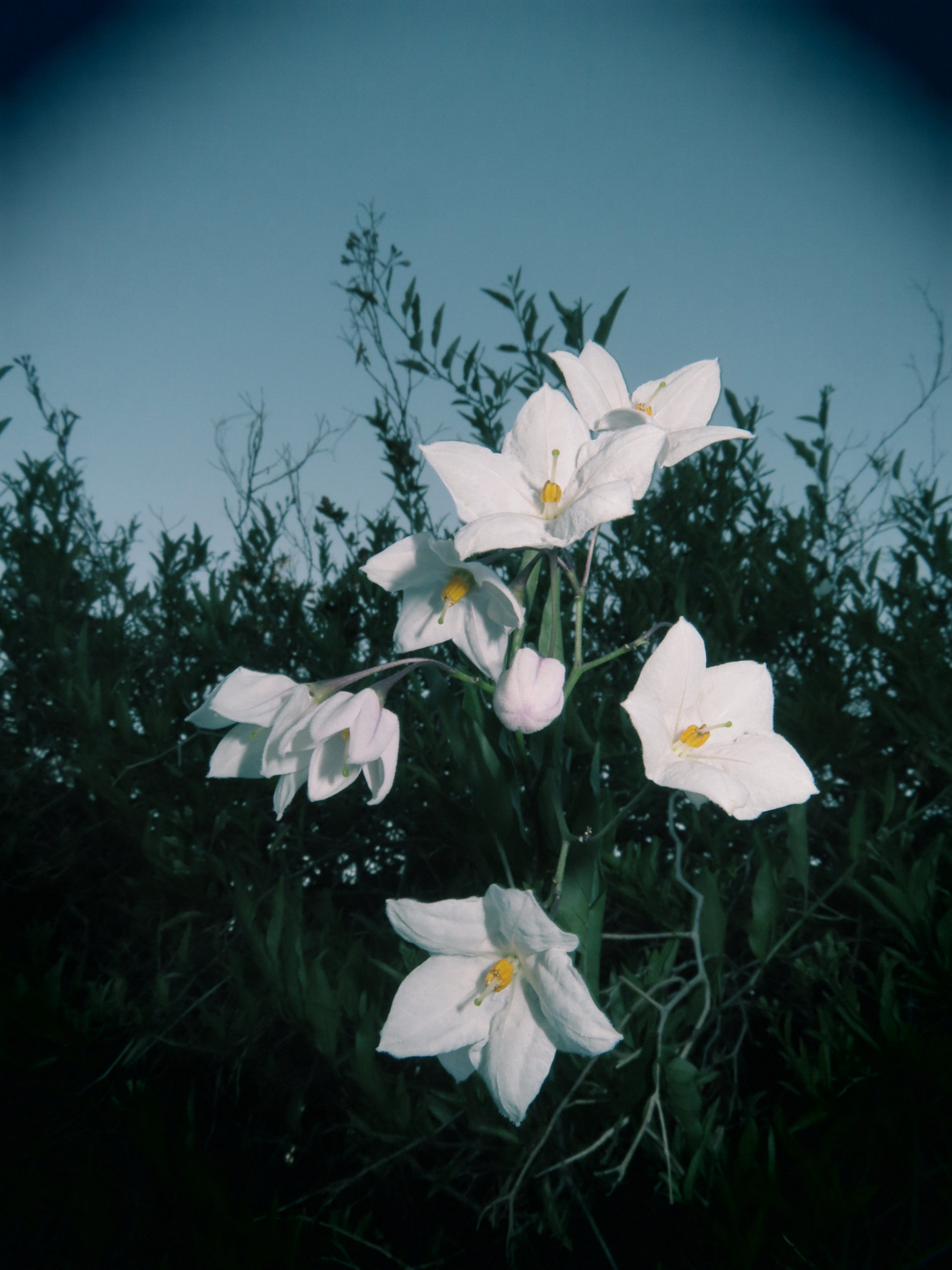 Природа Цветы Белая полевая лилия. Вроде бы ничего не обычного, но красиво
