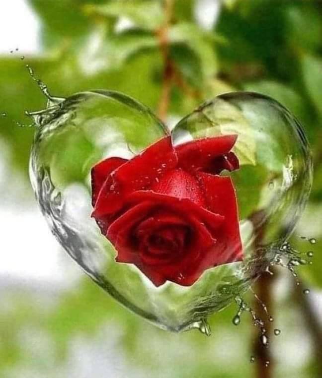 Природа Роза в капле воды. А вода в виде сердца. классный получился кадр