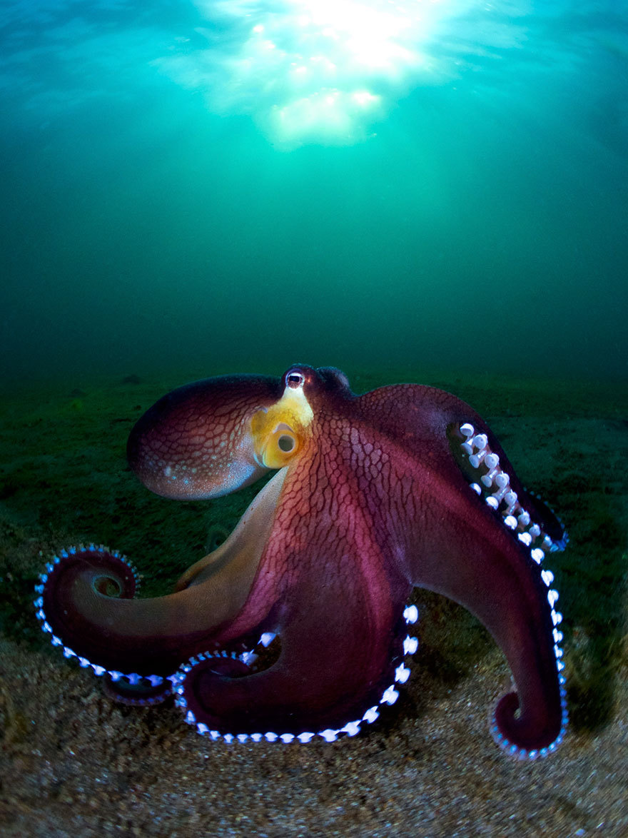 Природа Морские обитатели. Или жители подводного мира во всей красе. Оцените фото.